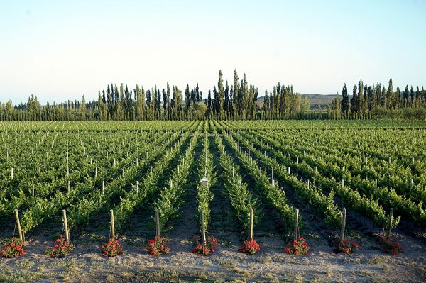 bodega_del_rio_img1