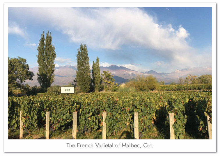 Condor_Web Producer_Image_22